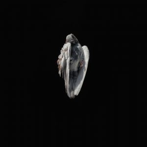 Jeremy  Geddes -  <strong>Miserere 2</strong> (2012<strong style = 'color:#635a27'></strong>)<bR /> oil on board, 
 17.5 x 17.5 inches (44.45 x 44.45 cm) 
22.625 x 22.625 x 1.5 inches, framed